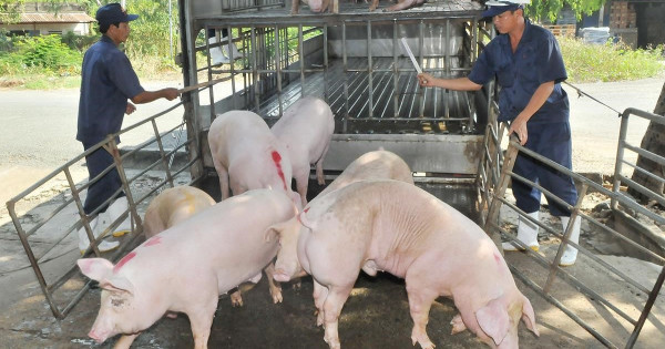 Giá heo hơi hôm nay 21/2/2021: Cao nhất đạt 79.000 đồng/kg