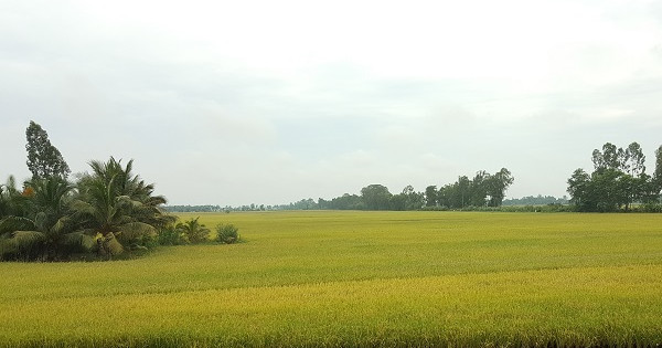 Vụ Đông-Xuân 2020-2021 Cần Thơ sản xuất gần 100% các loại lúa thơm, chất lượng cao