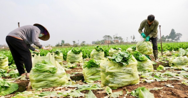 Hà Nội: Vì sao nông sản ở huyện Mê Linh rớt giá?