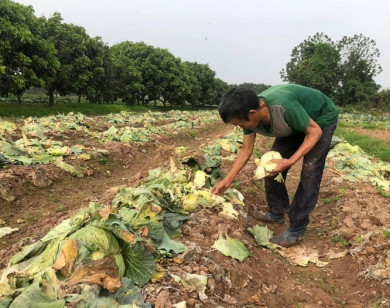 Rau xanh rẻ như cho, nông dân Hoài Đức ngậm ngùi chặt bỏ làm phân