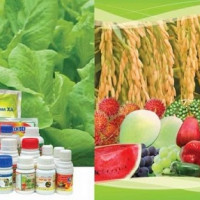 Giá một số mặt hàng nông sản tại tỉnh An Giang ngày 22/02/2021