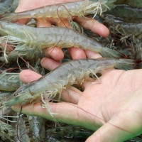 Cách đơn giản giúp bạn nhận biết tôm bị bơm tạp chất
