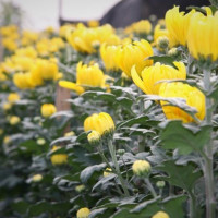 Giá hoa ở Hà Nội giảm sâu nhưng vẫn ế do dịch Covid-19