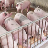 Giá heo hơi hôm nay 28/2/2021: Dao động từ 74.000 - 78.000 đồng/kg