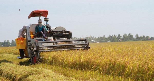 Giá lúa giảm nhẹ, giá gạo xuất khẩu tăng