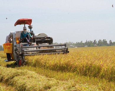 Giá lúa giảm nhẹ, giá gạo xuất khẩu tăng