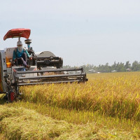 Giá lúa giảm nhẹ, giá gạo xuất khẩu tăng