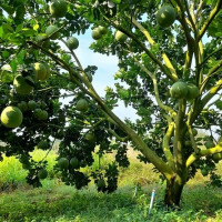 Cách phục hồi vườn cây ăn trái sau thu hoạch dịp Tết
