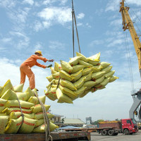 Giá gạo xuất khẩu của Việt Nam cao kỷ lục