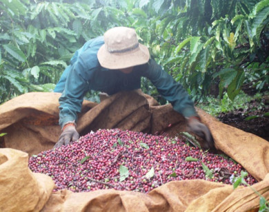 Giá nông sản hôm nay 16/3/2021: Cà phê giảm nhẹ, tiêu tiếp tục tăng 1.000 đồng/kg