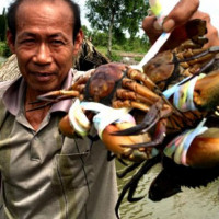 Cua biển tăng giá kỷ lục, người nuôi phấn khởi
