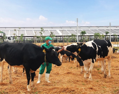 Hơn 2.100 con bò sữa thuần chủng được Vinamilk nhập khẩu từ Mỹ về Quảng Ngãi