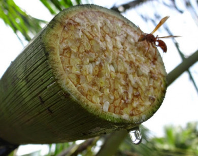 Chất làm ngọt tự nhiên thay thế đường tinh luyện