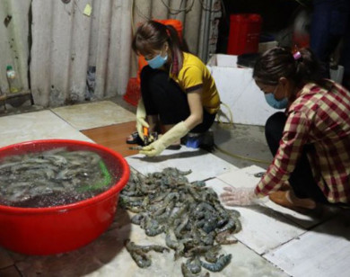 Bắt quả tang một cơ sở bơm tạp chất vào tôm ở Hà Nội
