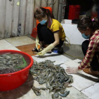 Bắt quả tang một cơ sở bơm tạp chất vào tôm ở Hà Nội