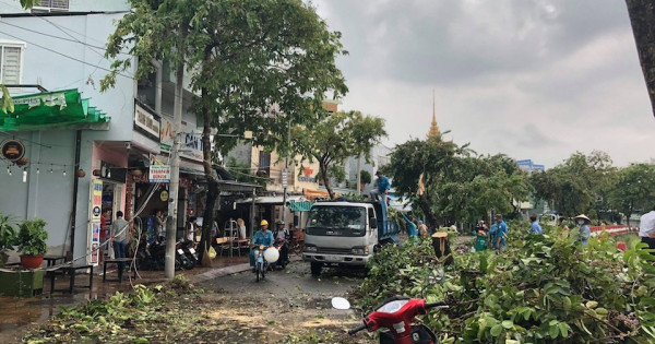 Cần Thơ: Khẩn trương rà soát hệ thống cây xanh trước mùa mưa bão