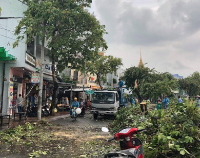 Cần Thơ: Khẩn trương rà soát hệ thống cây xanh trước mùa mưa bão