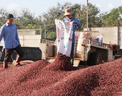 Giá nông sản hôm nay 8/4/2021: Cà phê cao nhất 32.400 đồng/kg, tiêu giảm mạnh