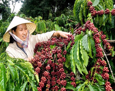 Giá nông sản hôm nay 9/4/2021: Cà phê và tiêu đồng loạt tăng