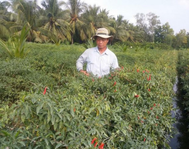 Nông dân lỗ nặng vì ớt rớt giá thê thảm