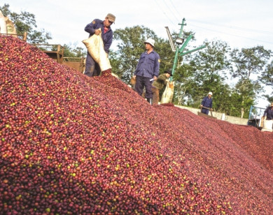 Giá nông sản hôm nay 13/4/2021: Cà phê tăng nhẹ, tiêu cao nhất đạt 74.000 đồng/kg