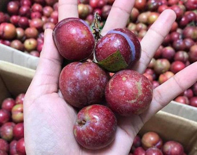 Mận hậu Mộc Châu đầu mùa ế ẩm, rớt giá 