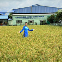 Giáo sư Võ Tòng Xuân: Cần có thương hiệu quốc gia cho gạo Việt