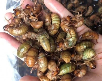 Ve sầu non đầu hè có giá nửa triệu đồng/kg
