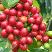 Giá cà phê hôm nay 3/5/2021: Thị trường thế giới sôi động, trong nước tăng tuần thứ 4 liên tiếp