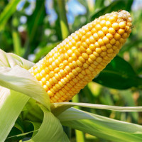 Tuyệt chiêu giảm cân với ngô nhiều chị em chưa biết