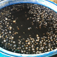 Thu giữ 2,2 tấn ốc ngâm hóa chất ở TP Hồ Chí Minh