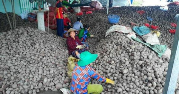 Chung tay hỗ trợ tiêu thụ khoai lang giúp bà con nông dân Vĩnh Long