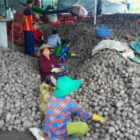 Chung tay hỗ trợ tiêu thụ khoai lang giúp bà con nông dân Vĩnh Long