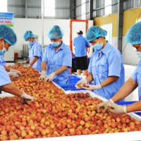 Ngành nông nghiệp vẫn xuất siêu 3,27 tỷ USD dù ảnh hưởng dịch Covid-19