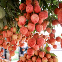 Ngành Quản lý thị trường hỗ trợ tiêu thụ 3.000 tấn vải thiều cho Bắc Giang