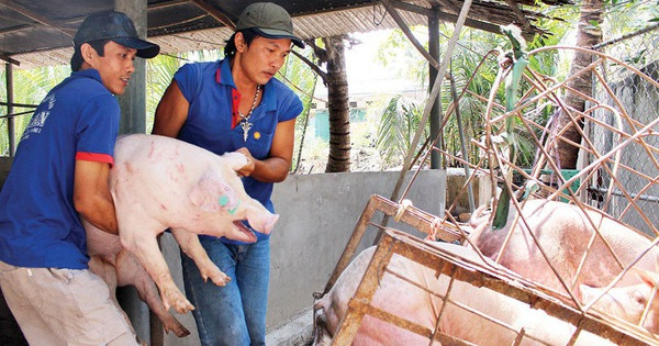 Giá heo hơi hôm nay 4/6/2021: Có nơi tăng 3.000 đồng/kg