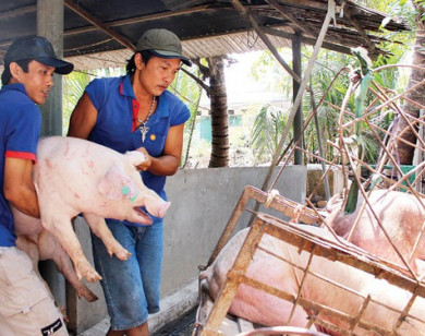 Giá heo hơi hôm nay 4/6/2021: Có nơi tăng 3.000 đồng/kg