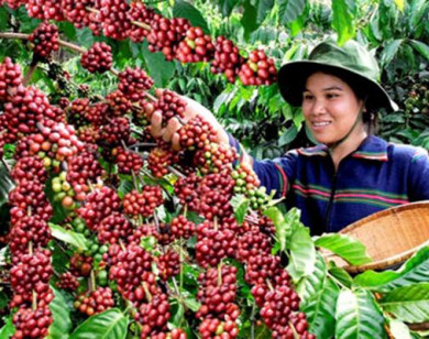Giá nông sản hôm nay 5/6/2021: Cà phê vọt lên 35.000 đồng/kg, tiêu tiếp tục tăng mạnh