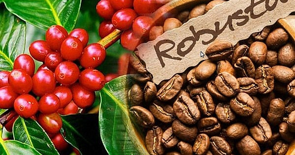 Giá nông sản hôm nay 10/6/2021: Cà phê tiếp tục giảm, tiêu tăng 500 đồng/kg