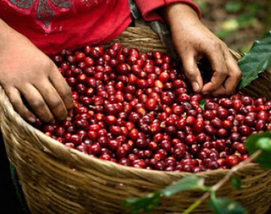 Giá nông sản hôm nay 11/6/2021: Cà phê tăng nhẹ, tiêu quay đầu giảm