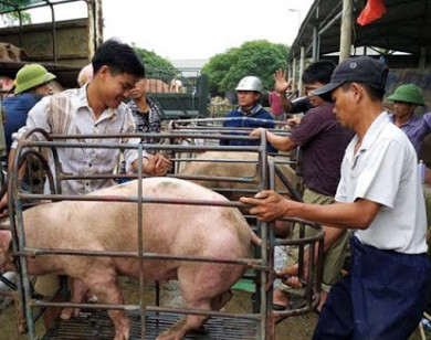 Giá heo hơi hôm nay 13/6/2021: Bộ NN&PTNT dự báo giá heo sẽ tăng?