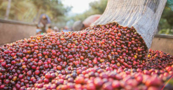 Giá nông sản hôm nay 17/6/2021: Cà phê tăng mạnh, tiêu đạt 74.000 đồng/kg