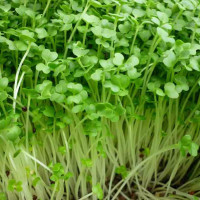 Tác dụng tuyệt vời của mầm cỏ linh lăng