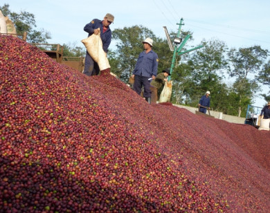 Giá nông sản hôm nay 23/6/2021: Cà phê quay đầu giảm, tiêu cao nhất 74.500 đồng/kg