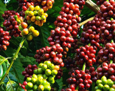 Giá nông sản hôm nay 26/6/2021: Cà phê gần đạt 36.000 đồng/kg, tiêu tiếp tục tăng