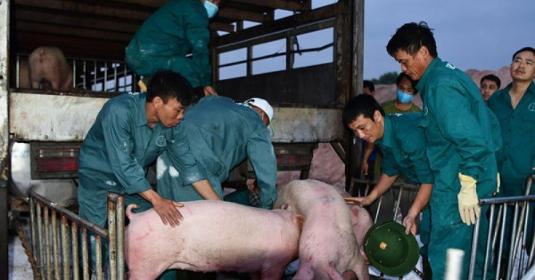 Tạm dừng nhập khẩu lợn từ Thái Lan không ảnh hưởng đến nguồn cung trong nước