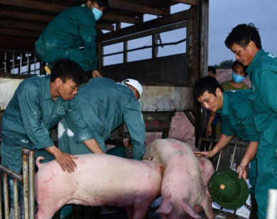 Tạm dừng nhập khẩu lợn từ Thái Lan không ảnh hưởng đến nguồn cung trong nước