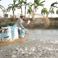 Vì sao giá thức ăn cho nuôi trồng thủy sản tăng cao?