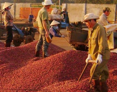 Giá nông sản hôm nay 29/6/2021: Cà phê và tiêu tiếp tục tăng mạnh