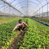 Hà Nội xây dựng chuỗi nông sản bền vững